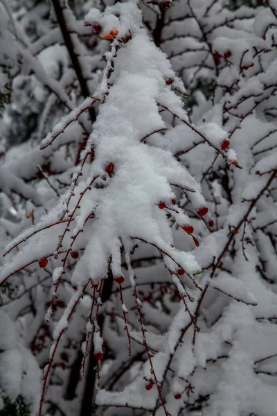 大雪过后的灌木丛和树木 公园和花园白雪覆盖的小巷 在大自然中 冬天的灌木丛和树的枝条 季节的概念 — 图库照片