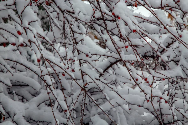 Arbustos Árboles Después Una Gran Nevada Callejuelas Cubiertas Nieve Parques —  Fotos de Stock