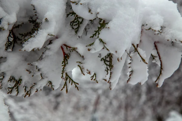Кущі Дерева Після Великих Снігопадів Засніжені Алеї Парків Садів Гілки — стокове фото