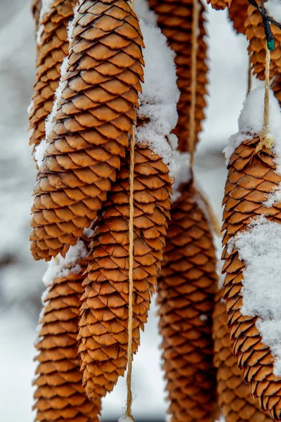 Decoration of fir cones sprinkled with snow. Decoration with fir cones alley in the park before the holiday. The concept of the holiday, decorations, scenery.