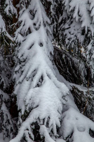 Кущі Дерева Після Великих Снігопадів Засніжені Алеї Парків Садів Гілки — стокове фото