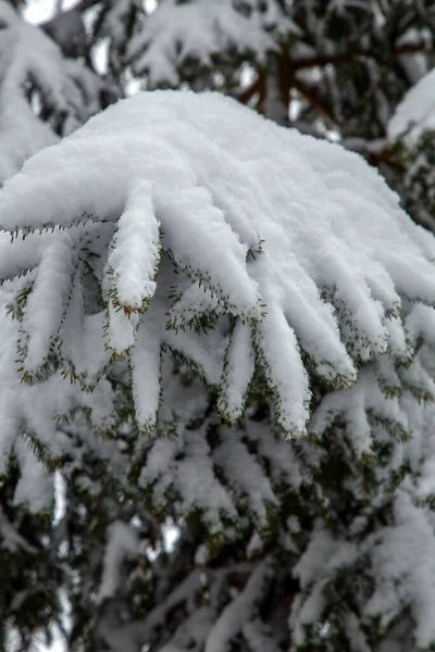 Krzewy Drzewa Obfitych Opadach Śniegu Śnieżne Uliczki Parków Ogrodów Gałęzie — Zdjęcie stockowe