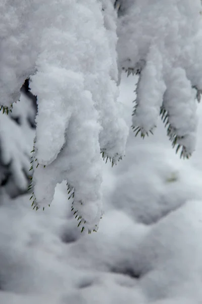 Krzewy Drzewa Obfitych Opadach Śniegu Śnieżne Uliczki Parków Ogrodów Gałęzie — Zdjęcie stockowe