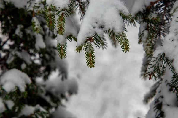 Arbustos Árvores Depois Uma Grande Queda Neve Becos Cobertos Neve — Fotografia de Stock