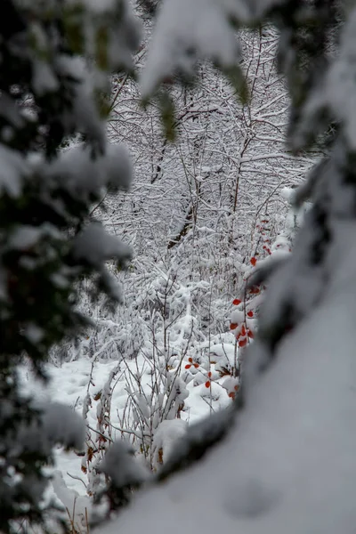 Křoví Stromy Velkém Sněžení Zasněžené Uličky Parků Zahrad Větve Keřů — Stock fotografie