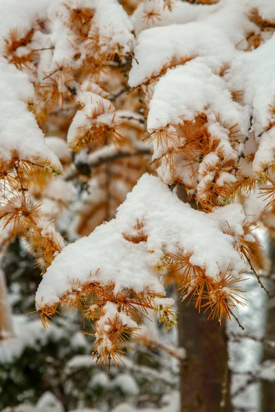 Arbustos Árvores Depois Uma Grande Queda Neve Becos Cobertos Neve — Fotografia de Stock