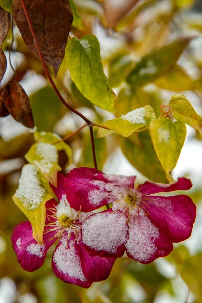 Clematis flower covered with snow. Clematis did not have time to bloom before the arrival of winter. The concept of the season, winter, nature.