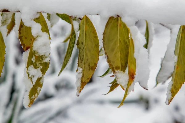 Βούρτσες Και Δέντρα Μετά Από Μια Μεγάλη Χιονόπτωση Χιονισμένα Δρομάκια — Φωτογραφία Αρχείου
