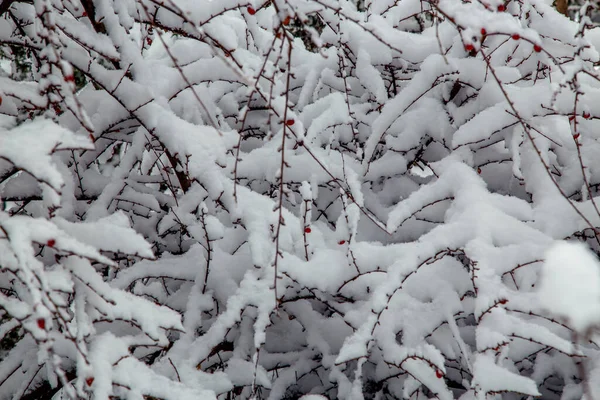 Krzewy Drzewa Obfitych Opadach Śniegu Śnieżne Uliczki Parków Ogrodów Gałęzie Obraz Stockowy
