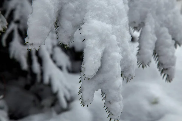 Krzewy Drzewa Obfitych Opadach Śniegu Śnieżne Uliczki Parków Ogrodów Gałęzie Obrazek Stockowy