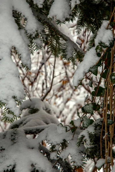 Krzewy Drzewa Obfitych Opadach Śniegu Śnieżne Uliczki Parków Ogrodów Gałęzie Obrazy Stockowe bez tantiem
