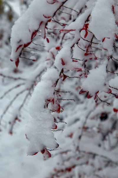 Krzewy Drzewa Obfitych Opadach Śniegu Śnieżne Uliczki Parków Ogrodów Gałęzie Obraz Stockowy