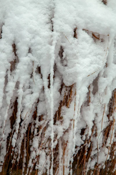 Krzewy Drzewa Obfitych Opadach Śniegu Śnieżne Uliczki Parków Ogrodów Gałęzie Zdjęcia Stockowe bez tantiem
