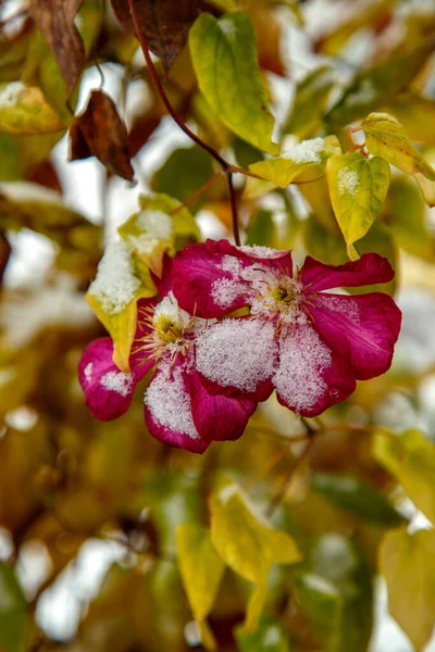 Kwiat Klematis Pokryty Śniegiem Clematis Nie Miał Czasu Rozkwitnąć Przed Obraz Stockowy