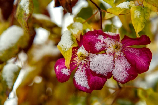 Kwiat Klematis Pokryty Śniegiem Clematis Nie Miał Czasu Rozkwitnąć Przed Obrazy Stockowe bez tantiem