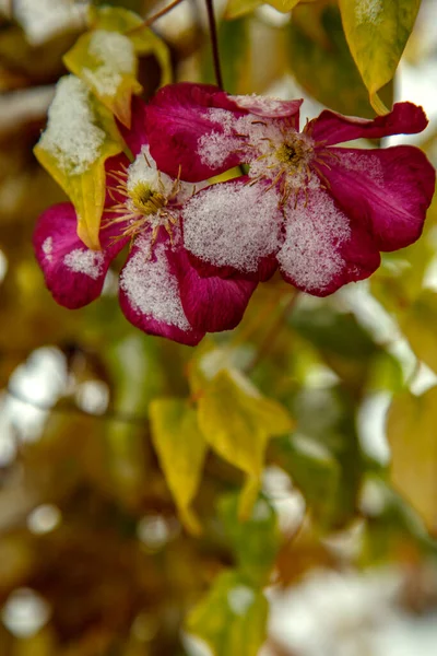 Kwiat Klematis Pokryty Śniegiem Clematis Nie Miał Czasu Rozkwitnąć Przed Zdjęcia Stockowe bez tantiem