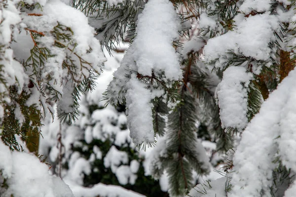 Krzewy Drzewa Obfitych Opadach Śniegu Śnieżne Uliczki Parków Ogrodów Gałęzie Zdjęcie Stockowe