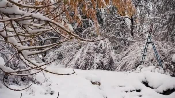 Сніг Вкривав Кущі Дерева Парку Взимку Вид Зимовий Сад Біля — стокове відео