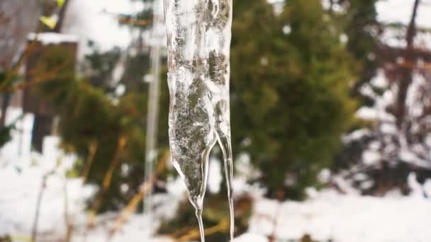 Hängende Eiszapfen Vor Der Kulisse Eines Verschneiten Winters Garten Eiszapfen — Stockvideo