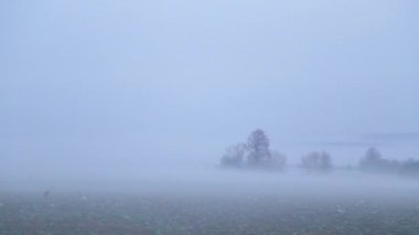 Saha manzarası ve kışın yoğun sis altında ağaçlar. Vahşi doğadaki sislerin gölgeleri diyarı. Ağaçlar yoğun sis altında tarlalar arasında.