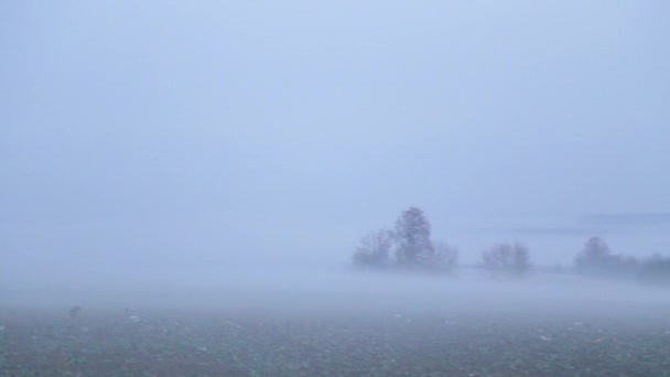 冬には濃い霧の中でフィールドと木のビュー 野生の霧の影のレルム 畑の中に濃い霧の中の木 — ストック動画