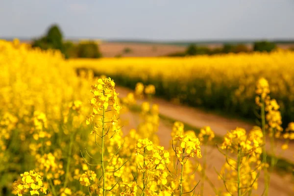 Dirt road between fields sown with rapeseed. View of the road through the rapeseed field. The concept of ecology, agriculture, food.