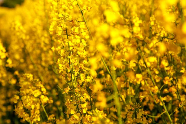 Gökyüzünde Sarı Kolza Tohumu Çiçekleri Tarlada Kanola Çiçekleri Var Doğa — Stok fotoğraf