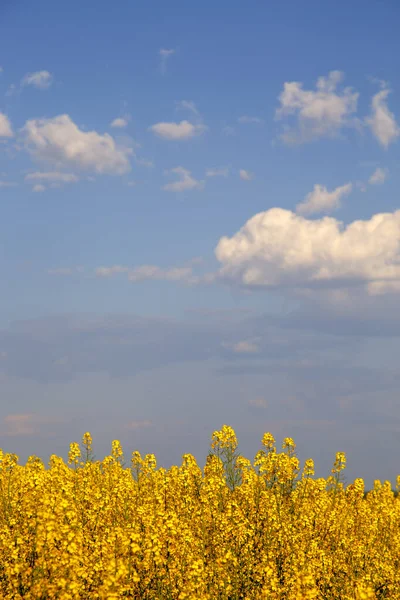 Yellow rapeseed flowers in the sky background. Canola flowers close-up in the field. The concept of nature, agriculture, flora.
