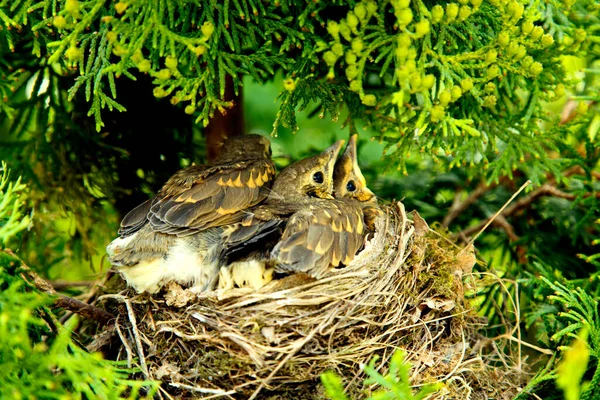 Thrush Chicks Nest Thickets Arborvitae Grown Thrush Chicks Open Beak — Stock Photo, Image