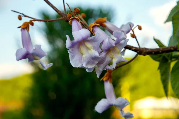 Parktaki Paulownia çiçekleri. Bahçede çiçek açan paulownia. Florf, botanik, park kültürü konsepti. 