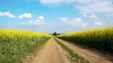 Kolza tohumu ekilmiş tarlalar arasındaki toprak yol. Kolza tohumu tarlasından yol manzarası. Ekoloji, tarım, gıda kavramı. 