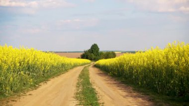 Kolza tohumu ekilmiş tarlalar arasındaki toprak yol. Kolza tohumu tarlasından yol manzarası. Ekoloji, tarım, gıda kavramı. 