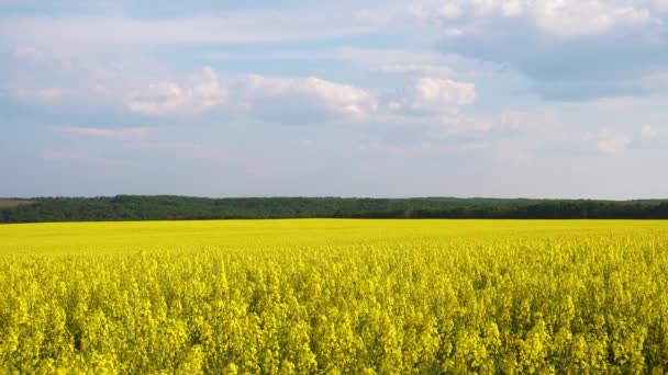 Yellow Rapeseed Flowers Sky Background Canola Flowers Close Field Concept — Stock Video