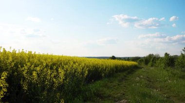 Kolza tohumu ekilmiş tarlalar arasındaki toprak yol. Kolza tohumu tarlasından yol manzarası. Ekoloji, tarım, gıda kavramı. 