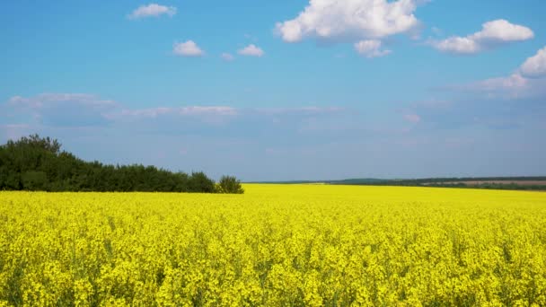 Yellow Rapeseed Flowers Sky Background Canola Flowers Close Field Concept — Stock Video