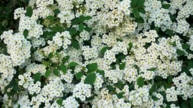 Bahçede çiçek açan çalılar. İlkbaharda parkta çiçek açan spirea. Kamera hareketi. Parklar, bahçeler, manzara tasarımı.. 