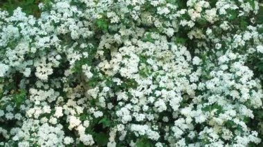 Bahçede çiçek açan çalılar. İlkbaharda parkta çiçek açan spirea. Kamera hareketi. Parklar, bahçeler, manzara tasarımı.. 