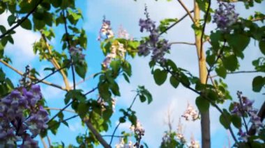 Bahçede çiçek açan paulownia ağacı. Bahar Parkı 'nda çiçek açan Paulownia ağacı. Kamera hareketi. Parklar, bahçeler, tarım kavramı.. 