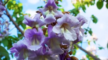 Bahçede çiçek açan paulownia ağacı. Bahar Parkı 'nda çiçek açan Paulownia ağacı. Kamera hareketi. Parklar, bahçeler, tarım kavramı.. 