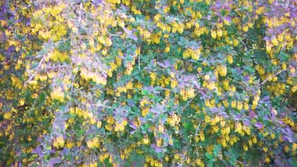 Цветущие Кусты Барбарис Саду Цветущие Барбарис Весной Парке Движение Камеры — стоковое видео