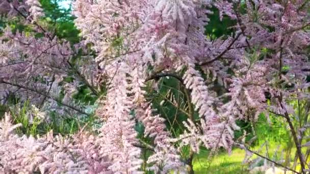 Arbusto Tamarix Con Flores Jardín Tamarix Floreciente Primavera Parque Movimiento — Vídeos de Stock