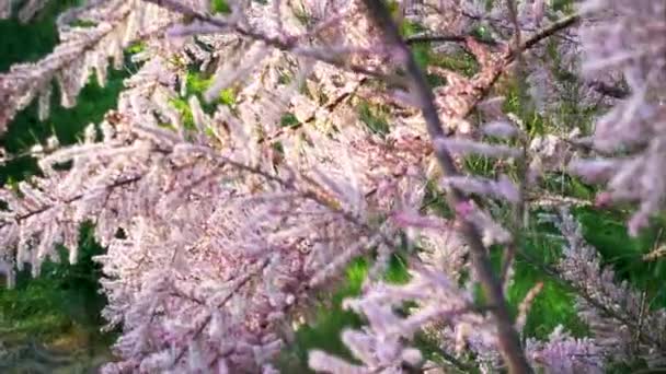 Ανθισμένο Θάμνο Ταμαρίξ Στον Κήπο Ανθισμένα Tamarix Την Άνοιξη Στο — Αρχείο Βίντεο