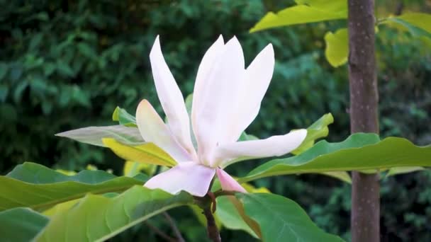 Magnolia Bloom Garden Magnolia Flower Close Park Spring Camera Movement — Stock Video