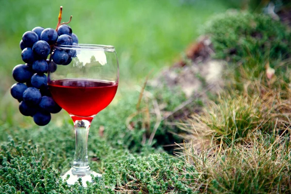 Szklanka Czerwonym Winem Garść Winogron Ogrodzie Czerwone Wino Szklance Garść — Zdjęcie stockowe
