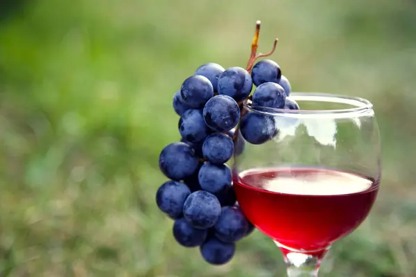 Bahçede Kırmızı Şarap Bir Demet Üzüm Bardakta Kırmızı Şarap Bir — Stok fotoğraf