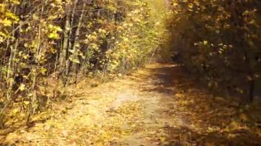 Sonbahar ormanında yol. Sonbahar ormanındaki bir arabanın arka camından yol manzarası.