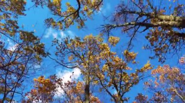 Sonbaharda ağaç tepelerinin altından hareketli bir görüntü. Parktaki ağaçlar sonbaharda hareket ediyor.