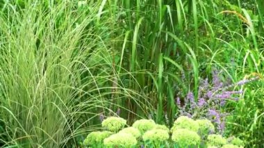 Erianthus, miscanthus, peyzaj tasarımında pennesetum. Mısır gevreği çimenleri, parkın peyzajında miscanthus olarak kullanılıyor. Peyzaj tasarımı, bahçeler ve parklar. 