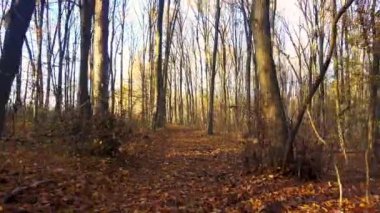 Sonbahar ormanında yol. Sonbahar ormanındaki bir arabanın arka camından yol manzarası. 