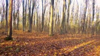 Sonbahar ormanında yol. Sonbahar ormanındaki bir arabanın arka camından yol manzarası. 